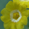 Primula Auricula Frittenden Yellow - Abriachan Nurseries